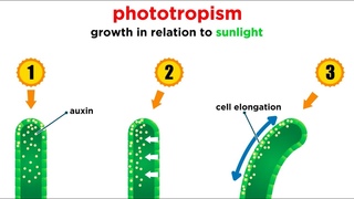 Mechanisms of Plant Growth