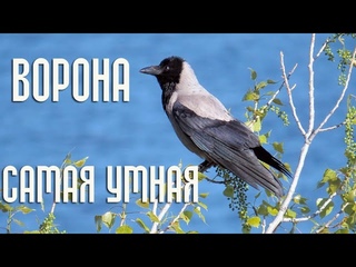 Ворона - самая умная птица / Интересные факты из жизни ворон - Птицы России - Фильм 29