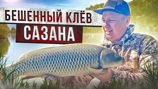 Дикий сазан гнёт удочки и рвёт леску! Невероятная рыбалка на сазана.