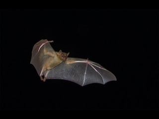 Египетская летучая собака / Egyptian Fruit Bat / Rousettus aegyptiacus