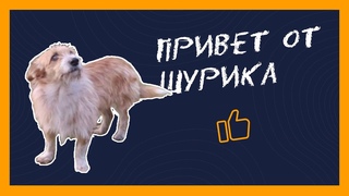 Будни волонтёров: едем на передержку, утепляем будки, привет от Шурика