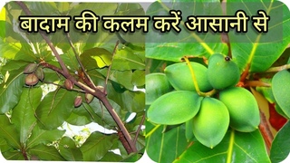 V shape grafting of Almond plant, How to graft an Almond tree, Successful method of grafting