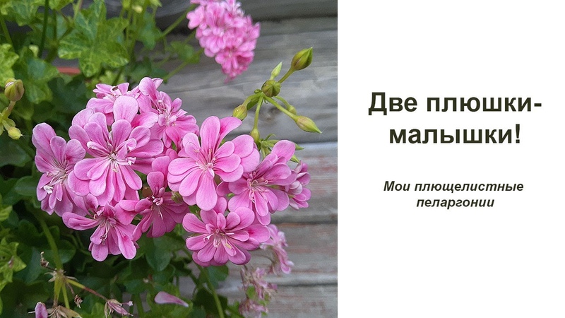 Две плюшки малышки. Мои плющелистные