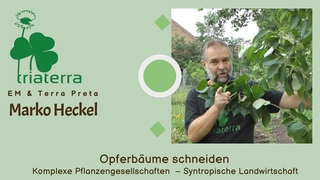 2. Schnitt Opferbaume  syntropische Landwirtschaft frei nach Ernst Gtsch