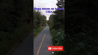 Аляска Лосиха с Лосятами Анкоридж США