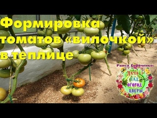 Формировка томатов “вилочкой“ в теплице