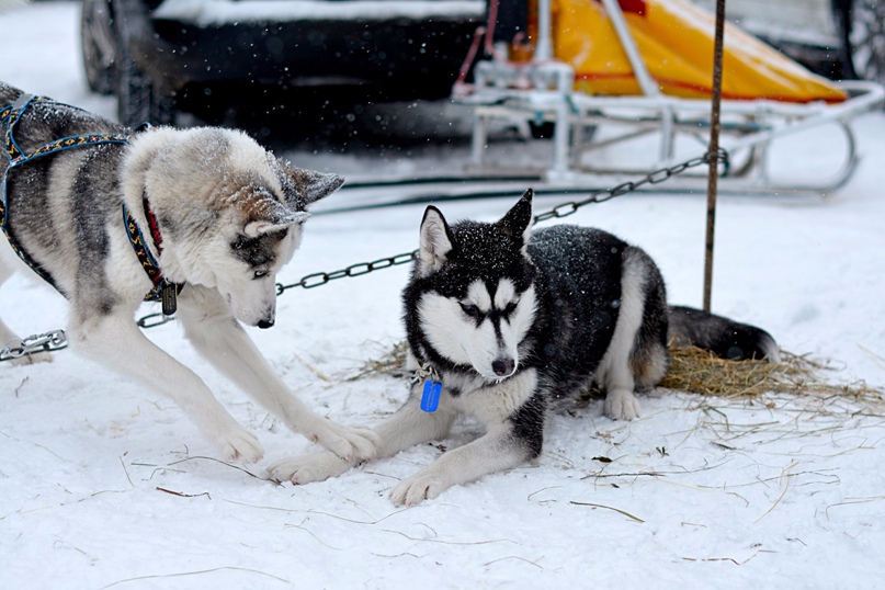 Анна Ковалёва | Петрозаводск