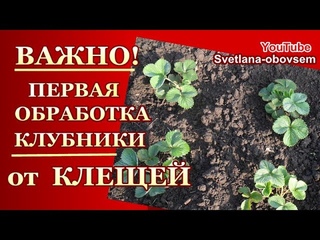 ПЕРВАЯ ОБРАБОТКА КЛУБНИКИ от ЗЕМЛЯНИЧНОГО КЛЕЩА  ХИМИЧЕСКИМИ ПРЕПАРАТАМИ и НАРОДНЫМИ СРЕДСТВАМИ....