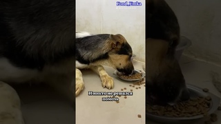 Он может остаться на улице😭💔 собираем на передержку 🙏🥺