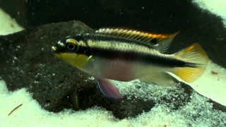 Pelvicachromis pulcher & taeniatus (HD movie 01) - Rainbow & Slender Krib.