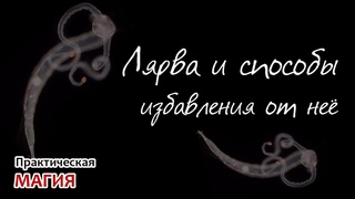 Лярва и способы избавления от неё Часть 1