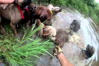Hog hunting with dogs and knives vol. 3