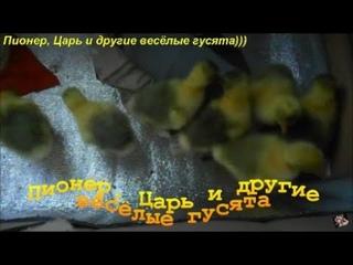 Пионер, Царь... и другие весёлые гусята)))