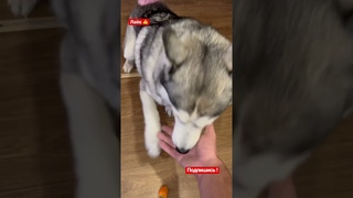 Получите, распишитесь !