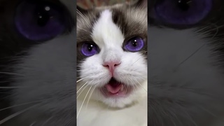 are bullies! Funny cats! #funnycat #cat #funnyvideo #kitten #bullies #short