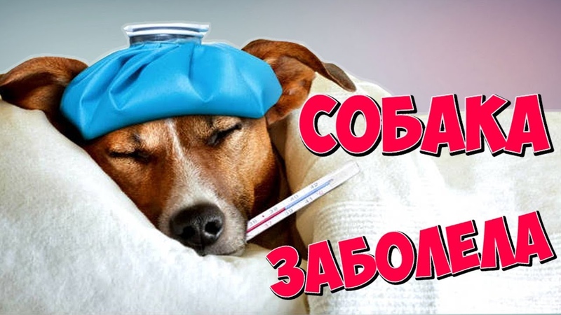КАК ПОНЯТЬ, ЧТО СОБАКА