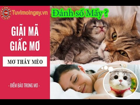 Giải Mã Giấc Mơ Thấy Con Mèo Báo Điềm Gì, Mơ Thấy Mèo Đánh Con