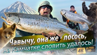 Королевский лосось на Камчатке! Поймать ЧАВЫЧУ. Ещё одна РЫБАЛКА МЕЧТЫ! Река Большая
