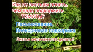 Верхушки томатов скручиваются ,листья мельчают.Как бороться Чем подкормить томаты