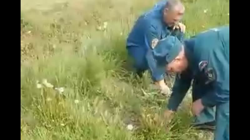 Косят траву
