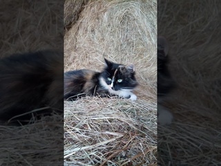 Что делать если кот насрал мимо лотка...