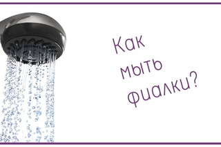 Как мыть фиалки?