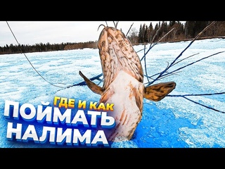 Где ловить налима.Нашел оставленные донки. Весенняя рыбалка 2021.