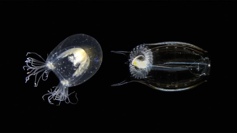 To solve old problems, study new species, Alejandro Sánchez