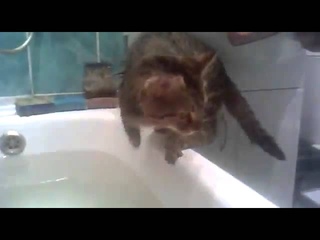 Кот купается в ванной, смешно!