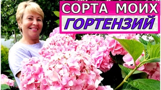 Лучшие ГОРТЕНЗИИ моего сада. Обзор по сортам метельчатых и крупнолистных ГОРТЕНЗИЙ