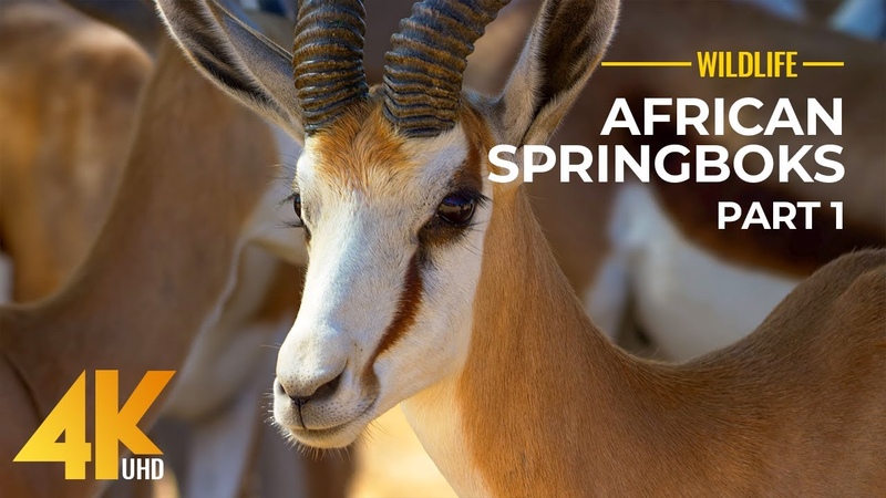 African Springboks 4 K 10 bit color Wild Animals Of Africa Part,