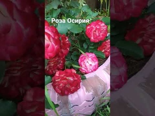 Роза Осирия в Республике Коми