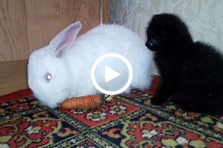 Смеятся разрешается # Смелая и отважная кошечка ABI и её друг кролик BAX!!!