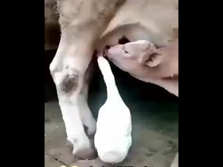 телёнок.mp4