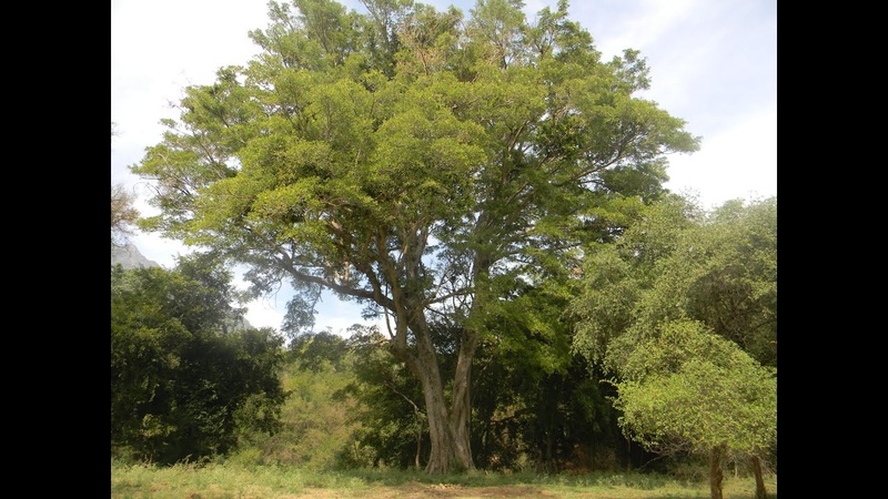 Indian Forest Bird Sounds Relaxing nature for sleep study work and