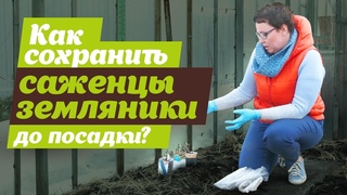 КАК СОХРАНИТЬ САЖЕНЦЫ ЗЕМЛЯНИКИ ДО ПОСАДКИ