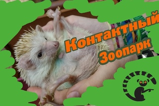 VLOG МИ-МИ-МИ I КОНТАКТНЫЙ ЗООПАРК