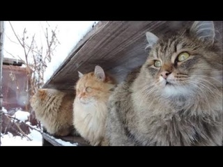 У зимушки - финальная гастроль!