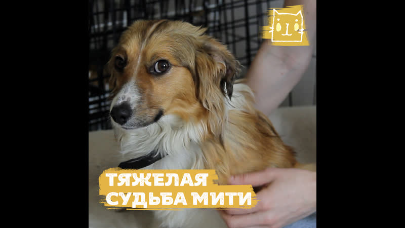Пса Митю спасли после