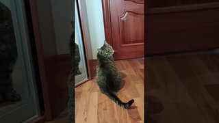 Барсик жгет