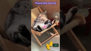 Happy kitty relaxing on his own sofa on a hot day. #cat #kitty #happy #sofa #heat #shorts #3d