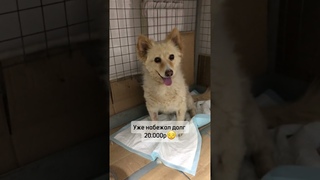 Сбор на погашение долга #собака #животные #dog