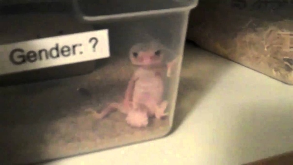 N. Wheeleri, Knob tail gecko hangn