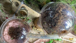 Муравьи листорезы. Таймлапс: рост гриба | Leaf cutters ants. Fungus growth timelapse