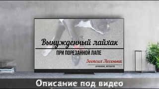 Вынужденный лайфхак. При порезе лапы.