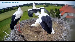 ~ Bociany z Ostrołęki - MŁODE TAŃCZĄC ĆWICZĄ SKRZYDŁA ~ 16/07/2020