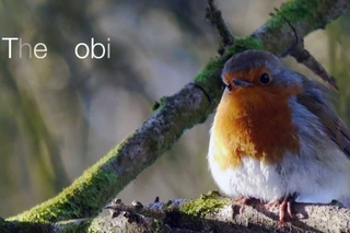 Зарянка / European Robin / Erithacus rubecula