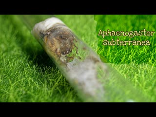 Aphaenogaster subterranea // начало блога // AntKeeper