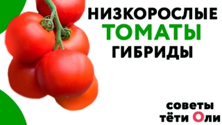 Низкорослые томаты. Какие сорта  и гибриды сажать.