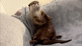Otter w